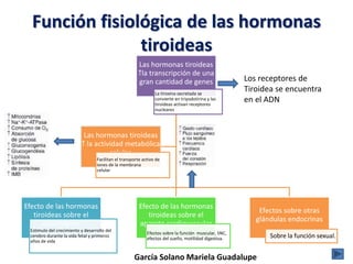Función fisiológica de las hormonas
tiroideas
Las hormonas tiroideas
↑la transcripción de una
gran cantidad de genes
La ti...
