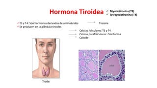 Hormona Tiroidea
T3 y T4: Son hormonas derivadas de aminoácidos
Se producen en la glándula tiroides
Tirosina
Celulas foliculares: T3 y T4
Celulas parafoliculares: Calcitonina
Coloide
 Triyodotironina (T3)
 Tetrayodotironina (T4)
 