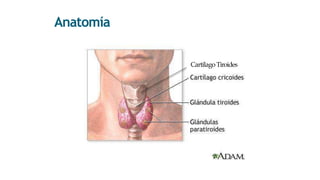 Anatomía
CartílagoTiroides
 