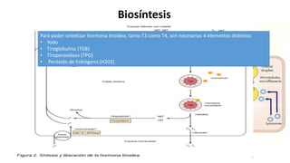 Biosíntesis
PENDRINA
Para poder sintetizar hormona tiroidea, tanto T3 como T4, son necesarias 4 elementos distintos:
• Yodo
• Tiroglobulina (TGB)
• Tiroperoxidasa (TPO)
• Peróxido de hidrógeno (H202)
 
