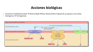 Acciones biológicas
 Aumenta el metabolismo basal  Activa la Na/K ATPasa, favoreciendo el ingreso de aa, glucosa a las celulas.
 Calorigenica  Termogeninas
 