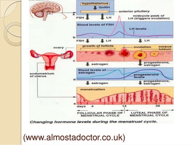 Hormon Dan Mekanisme Menstruasi Hormon Dan Mekanisme Menstruasi