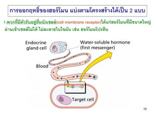 การออกฤทธิ์ของฮอร์ โมน แบ่ งตามโครงสร้ างได้ เป็ น 2 แบบ
1.พวกที่ มีตัวรั บอยู่ท่ ผนังเซลล์ (cell membrane receptor)ได้ แก...