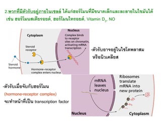 2.พวกที่ มีตัวรั บอยู่ภายในเซลล์ ได้ แก่ ฮอร์ โมนที่มีขนาดเล็กและละลายในไขมันได้
  เช่ น ฮอร์ โมนสเตียรอยด์ , ฮอร์ โมนไทรอ...