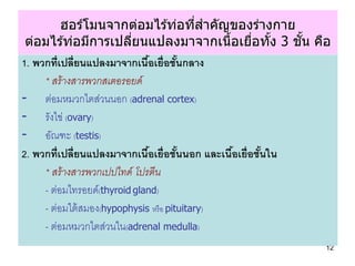 ฮอร์โมนจากต่อมไร ้ท่อทีสาคัญของร่างกาย
                                            ่
 ต่อมไร ้ท่อมีการเปลียนแปลงมาจากเนือเ...