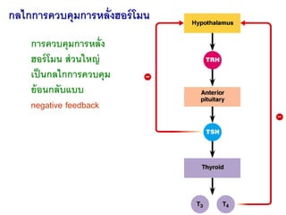 กลไกการควบคุมการหลั่งฮอร์ โมน
    การควบคุมการหลั่ง
    ฮอร์ โมน ส่ วนใหญ่
    เป็ นกลไกการควบคุม
    ย้ อนกลับแบบ
    neg...