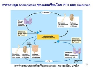 การควบคุม homeostasis ของแคลเซียมโดย PTH และ Calcitonin




                                                              ...