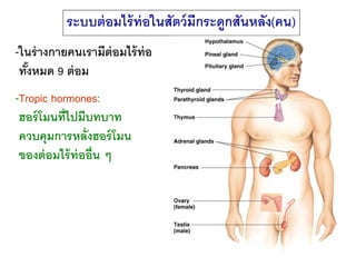 ระบบต่ อมไร้ ท่อในสัตว์ มีกระดูกสันหลัง(คน)
-ในร่ างกายคนเรามีต่อมไร้ ท่อ
 ทังหมด 9 ต่ อม
   ้
-Tropic hormones:
 ฮอร์ โมน...