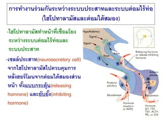การทางานร่ วมกันระหว่ างระบบประสาทและระบบต่ อมไร้ ท่อ
             (ไฮโปทาลามัสและต่ อมใต้ สมอง)
 -ไฮโปทาลามัสทาหน้ าที่เช...