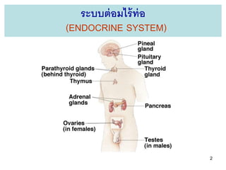 ระบบต่ อมไร้ ท่อ
(ENDOCRINE SYSTEM)




                      2
 