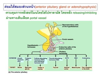 ต่ อมใต้ สมองส่ วนหน้ า(anterior pituitary gland or adenohypophysis)
-ควบคุมการหลั่งฮอร์ โมนโดยไฮโปทาลามัส โดยหลั่ง releas...