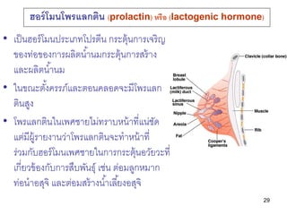 ฮอร์ โมนโพรแลกติน (prolactin) หรือ (lactogenic hormone)
• เป็ นฮอร์ โมนประเภทโปรตีน กระตุ้นการเจริญ
  ของท่อของการผลิตน ้า...