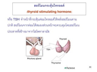 ฮอร์ โมนกระตุ้นไทรอยด์
               (thyroid stimulating hormone)

หรื อ TSH ทาหน้ าที่กระตุ้นต่อมไทรอยด์ให้ หลังฮอร์ โม...