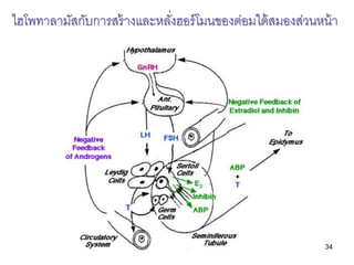 ไฮโพทาลามัสกับการสร้ างและหลังฮอร์ โมนของต่อมใต้ สมองส่วนหน้ า
                             ่




                        ...