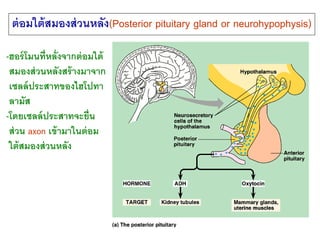 ต่ อมใต้ สมองส่ วนหลัง(Posterior pituitary gland or neurohypophysis)

-ฮอร์ โมนที่หลั่งจากต่ อมใต้
 สมองส่ วนหลังสร้ างมาจ...