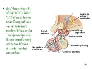 • ต่อมใต้สมองส่ วนหลัง
  หรื อนิวโรไฮโพไฟซีส                                              Axons to
  ไม่ได้สร้างฮอร์โมนเอง...