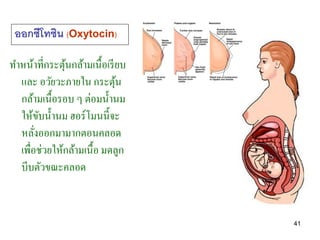 ออกซีโทซิน (Oxytocin)

ทาหน้าที่กระตุนกล้ามเนื้อเรี ยบ
              ้
  และ อวัยวะภายใน กระตุน     ้
  กล้ามเนื้อรอบ ๆ ต่...