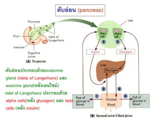 ตับอ่ อน (pancreas)




-ตับอ่ อนประกอบด้ วยendocrine
 gland (islets of Langerhans) และ
 exocrine gland(หลั่ งเอนไซม์ )
-I...