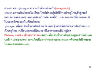 -insulin และ glucagon จะทาหน้ าที่ตรงข้ ามกัน(antagonistic)
:insulin ลดระดับนาตาลในเลือด โดยไปกระตุ้นให้ มีการนากลูโคสเข้ ...