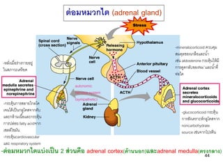 ต่ อมหมวกไต (adrenal gland)


                                                                   -mineralocorticoid ควบคุม...