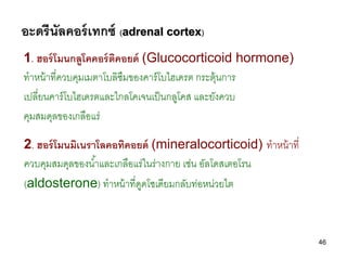 อะดรีนัลคอร์ เทกซ์ (adrenal cortex)
1. ฮอร์ โมนกลูโคคอร์ ตคอยด์ (Glucocorticoid hormone)
                       ิ
ทาหน้ าท...