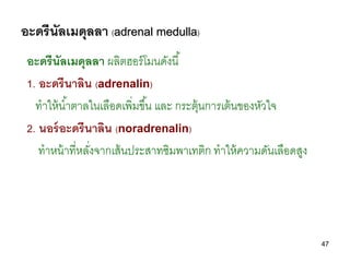 อะดรีนัลเมดุลลา (adrenal medulla)
 อะดรีนัลเมดุลลา ผลิตฮอร์ โมนดังนี ้
 1. อะดรีนาลิน (adrenalin)
   ทาให้ น ้าตาลในเลือดเ...