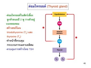 ต่ อมไทรอยด์ (Thyroid gland)
-ต่ อมไทรอยด์ ในสัตว์ เลียง
                         ้
 ลูกด้ วยนมมี 2 พู วางตัวอยู่
บนหลอดลม...