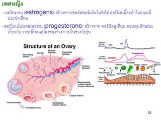 เพศหญิง
- เอสโทรเจน (estrogens) สร้ างจากเซลล์ฟอลลิเคิลในรังไข่ ฮอร์ โมนนี ้จะต่าในขณะมี
    ประจาเดือน
- ฮอร์ โมนโปรเจสเท...