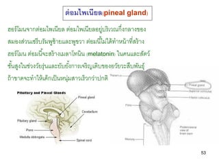 ต่ อมไพเนียล(pineal gland)
ฮอร์ โมนจากต่อมไพเนียล ต่อมไพเนียลอยูบริเวณกึงกลางของ
                                         ...