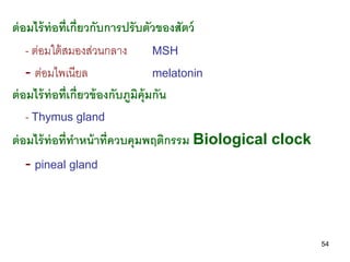 ต่ อมไร้ ท่อที่เกี่ยวกับการปรับตัวของสัตว์
    - ต่อมใต้ สมองส่วนกลาง           MSH
    - ต่อมไพเนียล                    m...