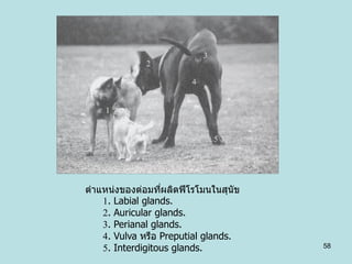 ตาแหน่งของต่อมทีผลิตฟี โรโมนในสุนัข
                 ่
   1. Labial glands.
   2. Auricular glands.
   3. Perianal glands....