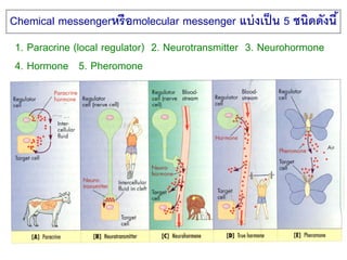 Chemical messengerหรื อmolecular messenger แบ่ งเป็ น 5 ชนิดดังนี ้
 1. Paracrine (local regulator) 2. Neurotransmitter 3....