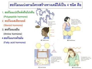ฮอร์ โมนแบ่ งตามโครงสร้ างทางเคมีได้ เป็ น 4 ชนิด คือ
1. ฮอร์ โมนเปปไทด์ หรื อโปรตีน
 (Polypeptide hormone)
2. ฮอร์ โมนสเต...