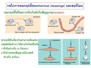 กลไกการออกฤทธิ์ของchemical messenger และฮอร์ โมน
  -ออกฤทธิ์ ได้ โดยการจับกับตัวรับสัญญาณ(receptor)




สารเคมีตัวเดียวกัน...