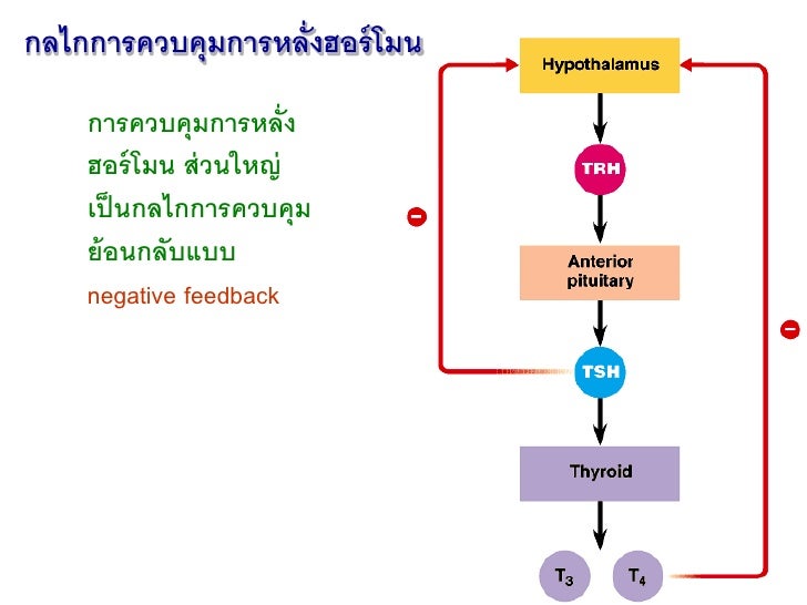 ระบบต่อมไร้ท่อ (ฮอร์โมน) - Hormone system