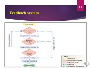 Feedback system
11
 