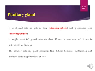 Pituitary gland
It is divided into an anterior lobe (adenohypophysis) and a posterior lobe
(neurohypophysis).
It weighs about 0.6 g and measures about 12 mm in transverse and 8 mm in
anteroposterior diameter.
The anterior pituitary gland possesses five distinct hormone- synthesizing and
hormone-secreting populations of cells.
17
 