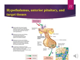 Hypothalamus, anterior pituitary, and
target tissues
22
 