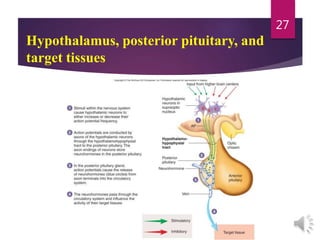 Hypothalamus, posterior pituitary, and
target tissues
27
 