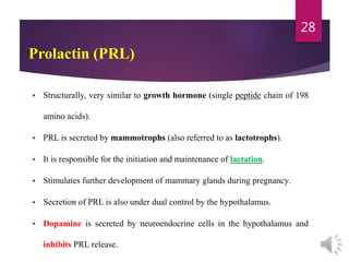 Prolactin (PRL)
 Structurally, very similar to growth hormone (single peptide chain of 198
amino acids).
 PRL is secreted by mammotrophs (also referred to as lactotrophs).
 It is responsible for the initiation and maintenance of lactation.
 Stimulates further development of mammary glands during pregnancy.
 Secretion of PRL is also under dual control by the hypothalamus.
 Dopamine is secreted by neuroendocrine cells in the hypothalamus and
inhibits PRL release.
28
 