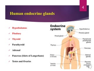 Human endocrine glands
 Hypothalamus
 Pituitary
 Thyroid
 Parathyroid
 Adrenal
 Pancreas (Islets of Langerhans)
 Testes and Ovaries
4
 