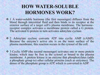  1 A water-soluble hormone (the first messenger) diffuses from the
blood through interstitial fluid and then binds to its receptor at the
exterior surface of a target cell’s plasma membrane. The hormone–
receptor complex activates a membrane protein called a G protein.
The activated G protein in turn activates adenylate cyclase.
 2 Adenylate cyclase converts ATP into cyclic AMP (cAMP).
Because the enzyme’s active site is on the inner surface of the
plasma membrane, this reaction occurs in the cytosol of the cell.
 3 Cyclic AMP (the second messenger) activates one or more protein
kinase, which may be free in the cytosol or bound to the plasma
membrane. A protein kinase is an enzyme that phosphorylates (adds
a phosphate group to) other cellular proteins (such as enzymes). The
donor of the phosphate group is ATP, which is converted to ADP.
HOW WATER-SOLUBLE
HORMONES WORK?
 