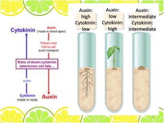 Hormone and response plant | PDF