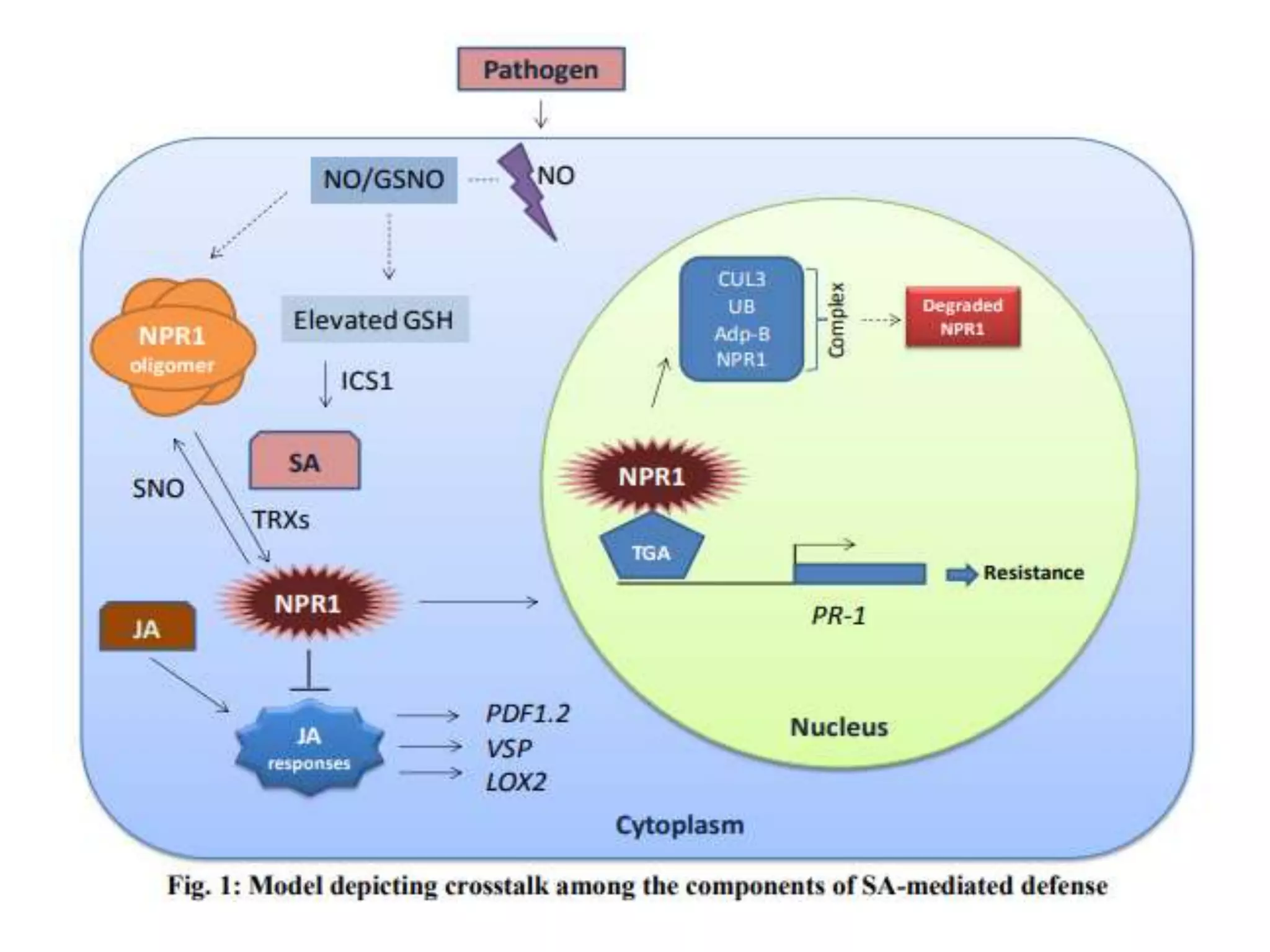 Hormone crosstalk in plant disease and defense | PPTX