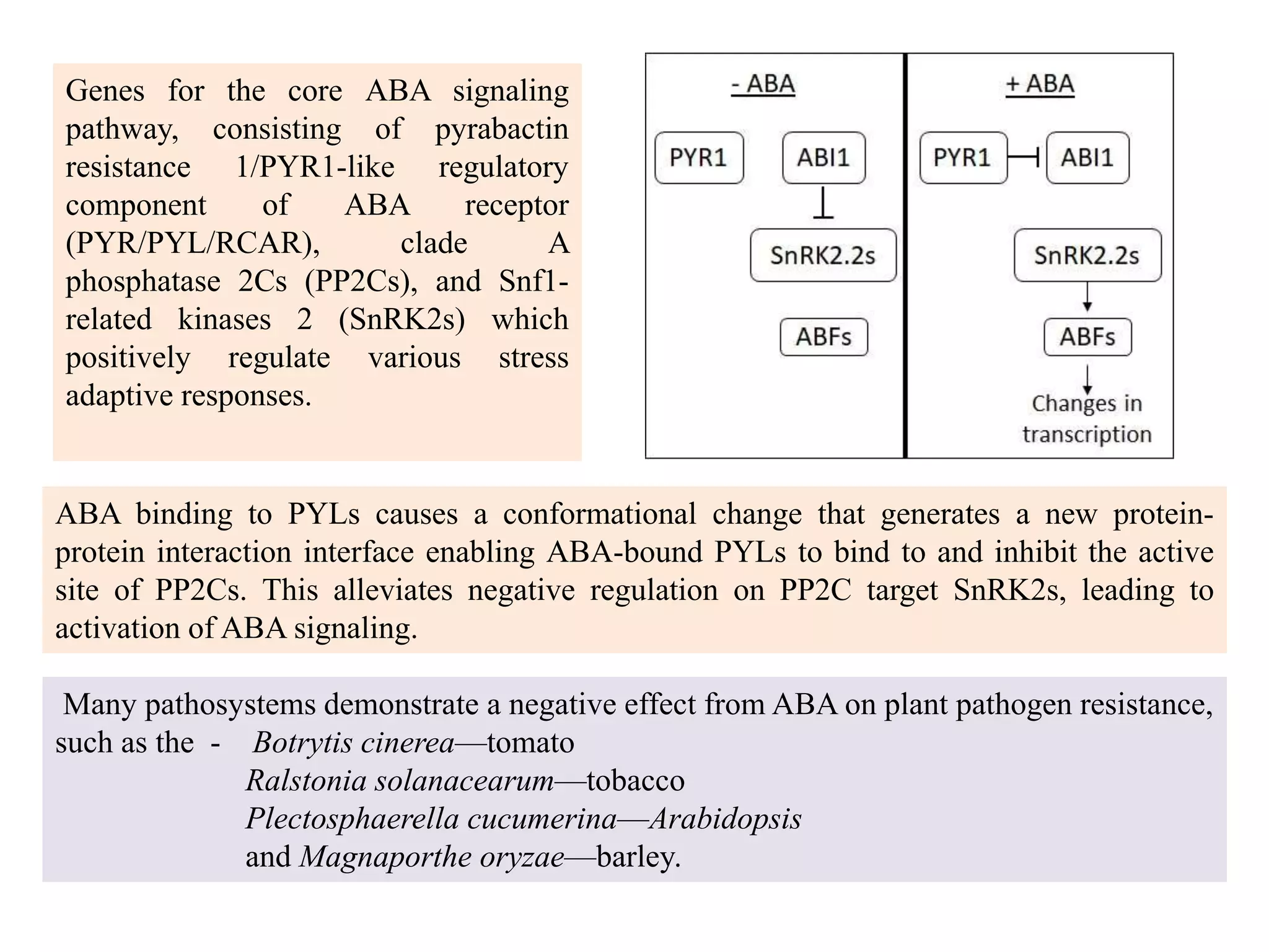 Hormone crosstalk in plant disease and defense | PPTX