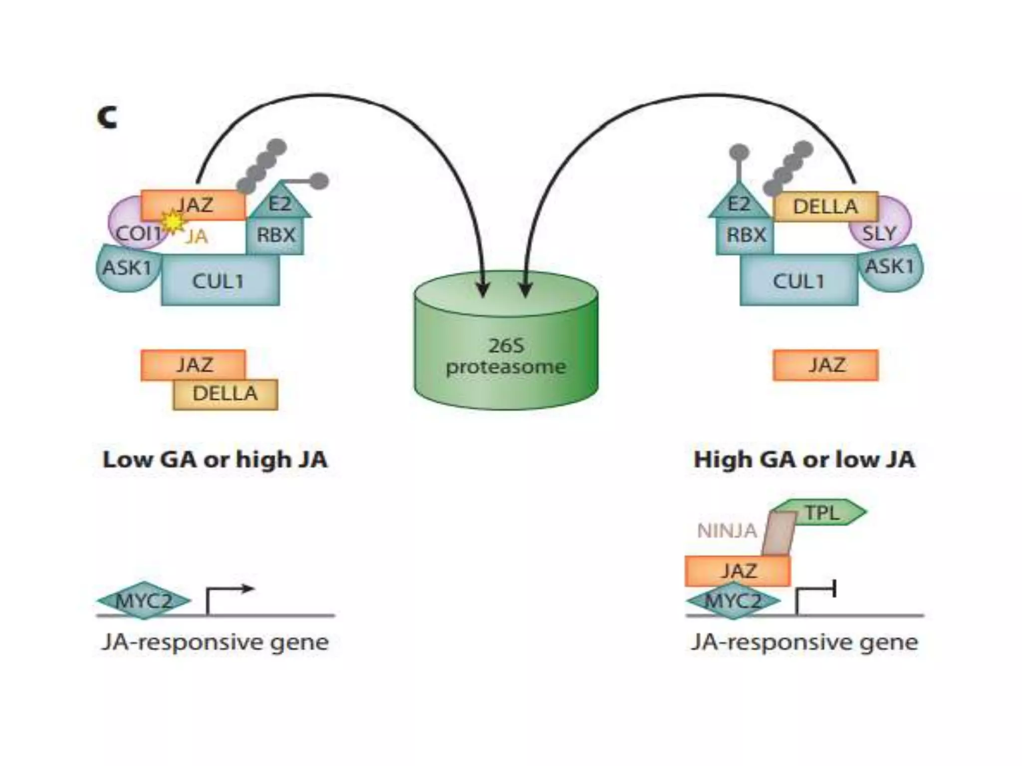 Hormone crosstalk in plant disease and defense | PPTX