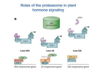 Hormone crosstalk in plant disease and defense | PPTX