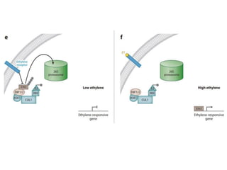 Hormone crosstalk in plant disease and defense | PPTX