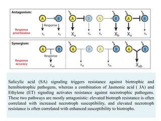 Hormone crosstalk in plant disease and defense | PPTX