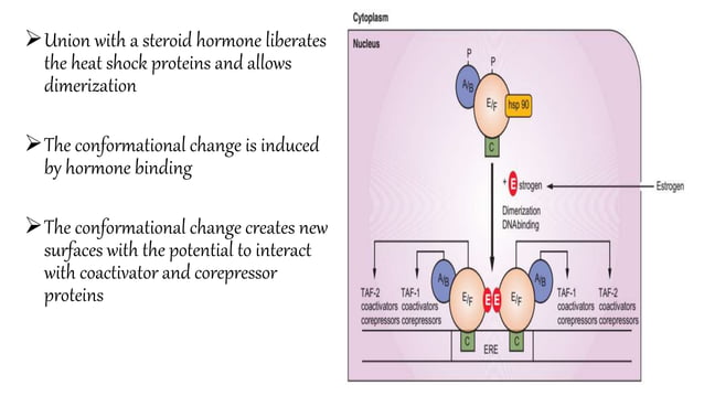Hormone mechanism of action | PPTX